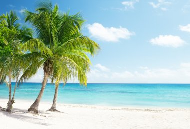 Caribbean sea and coconut palms clipart