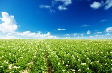 Potatos field and sunny summer day clipart