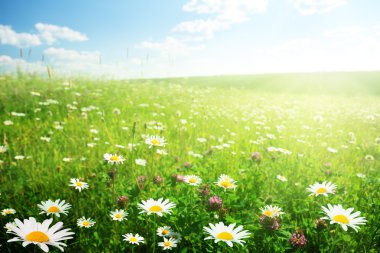 Field of wild flowers clipart