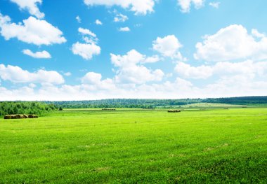 Yuvarlanan çimenler ve mükemmel güneşli bir gün.