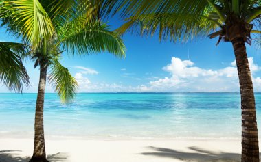 Palmiyeler ve plaj