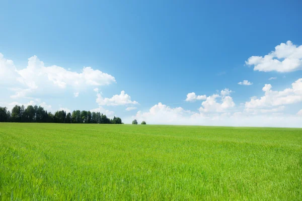 Oat field and sunny sky — Stock Photo © Iakov #4621785