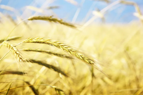 Поле Пшениці Сонячного Дня — стокове фото