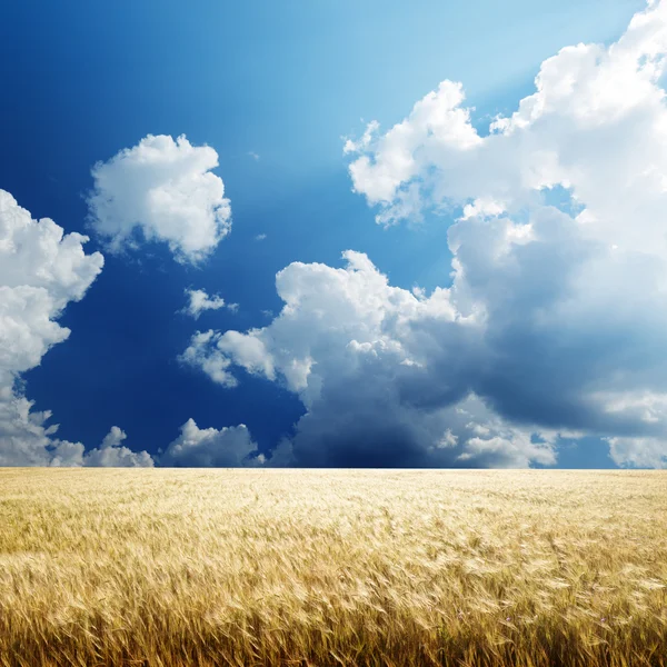 Field Barley Sunny Day — Stock Photo, Image