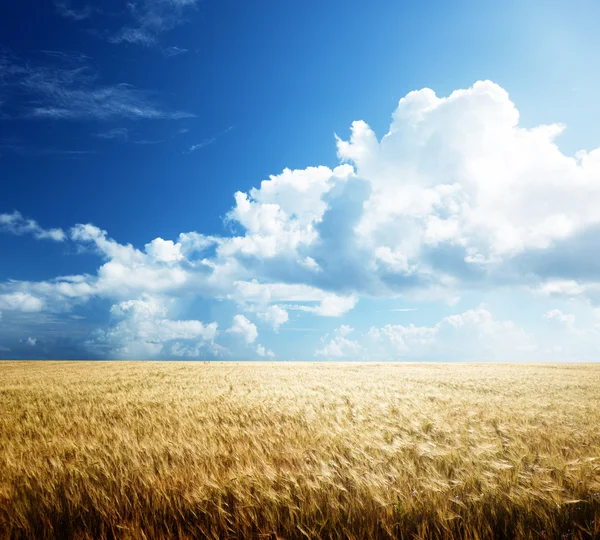 大麦や晴れた日には — ストック写真