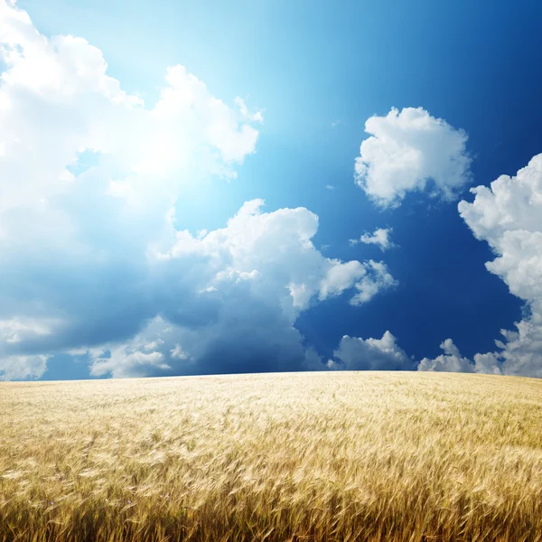 Field of barley and sunny day — Stock Photo, Image