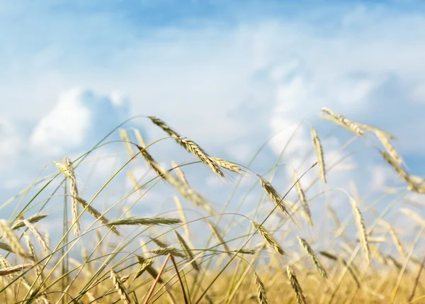 领域的小麦和阳光灿烂的日子 — 图库照片