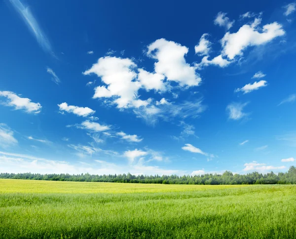 晴朗的天空和燕麦领域 — 图库照片