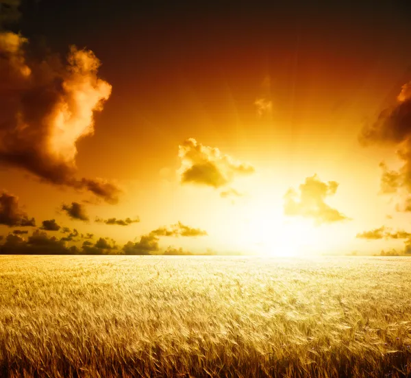 Field of barley and sunset — Stock Photo, Image