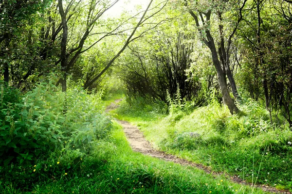 Chemin Dans Forêt Profonde — Photo