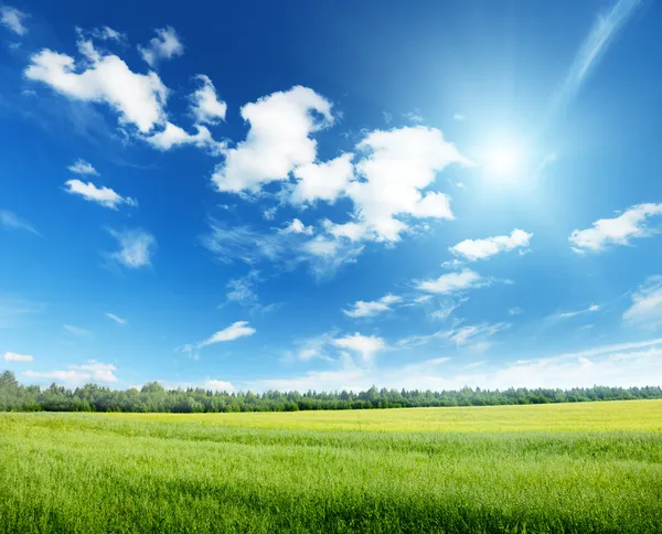 Zab mező, és a napfényes ég — Stock Fotó