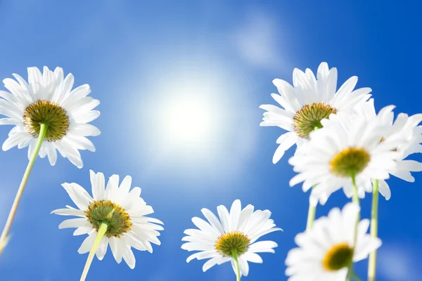 Kwiaty Daisy — Zdjęcie stockowe