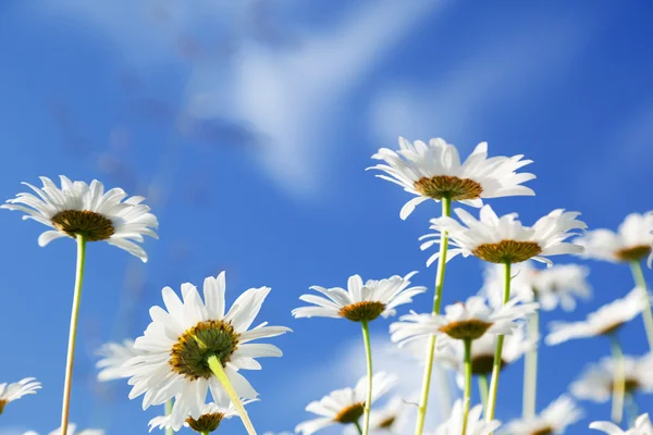 Květy Sedmikrásky — Stock fotografie