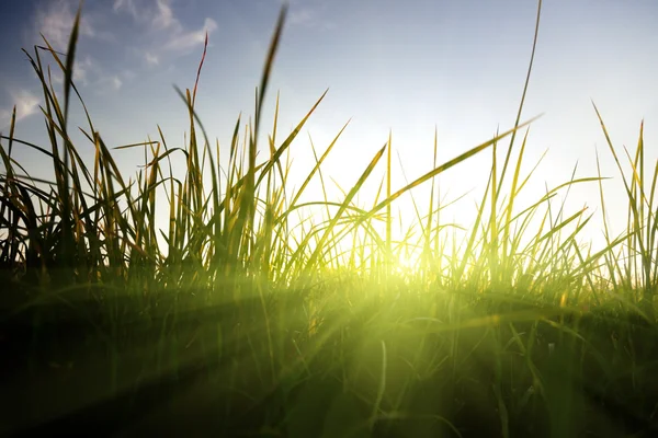 Gras en zonsondergang — Stockfoto