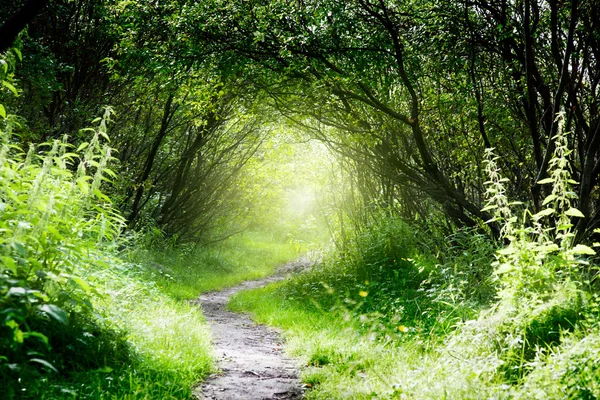 Caminho na floresta profunda — Fotografia de Stock