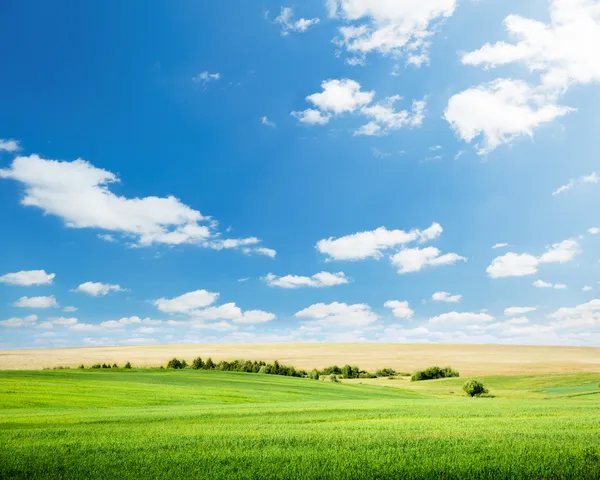 晴朗的天空和燕麦领域 — 图库照片