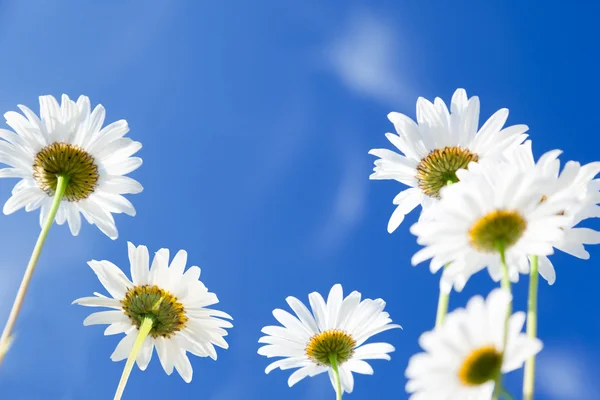 Daisy Flowers — Stock Photo, Image