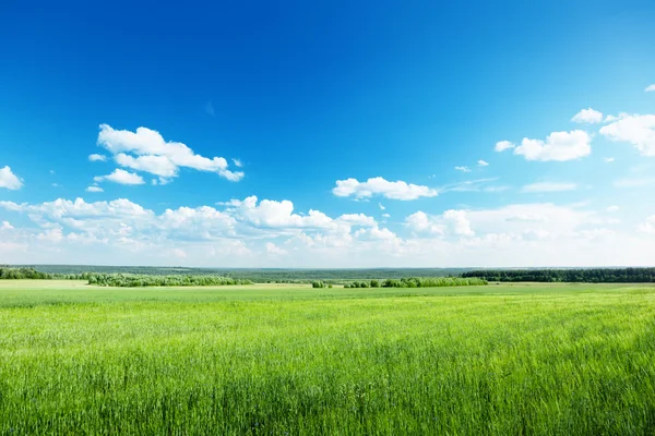 Field of wheat and sunny day — Stock Photo, Image