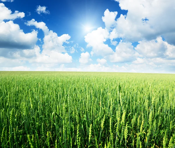 Field of rye and sunny day — Stock Photo, Image