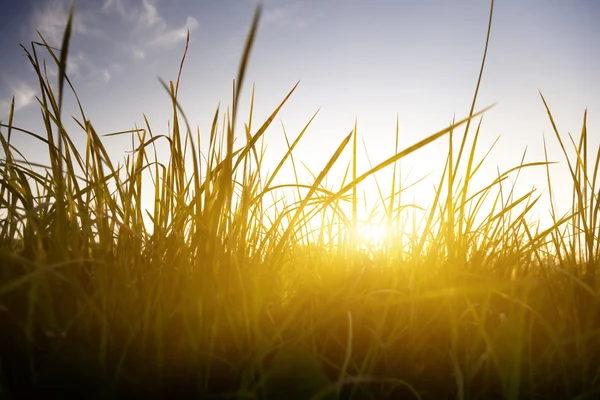 Grass Sunset — Zdjęcie stockowe