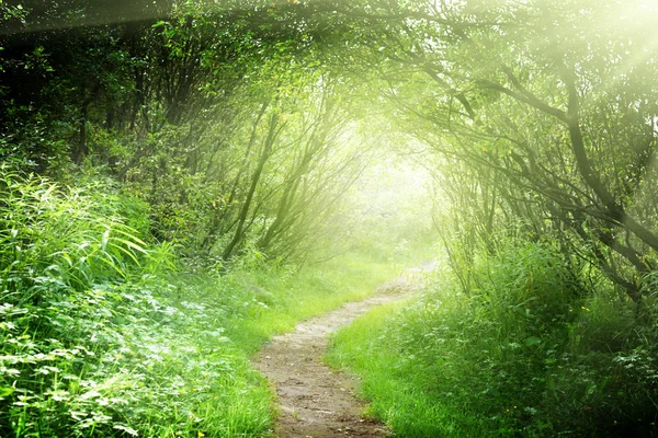 Chemin Dans Forêt Profonde — Photo