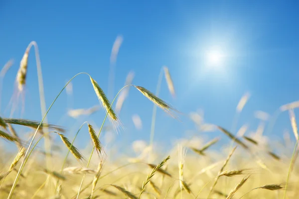 Field Rye Sunny Day — Stock Photo, Image