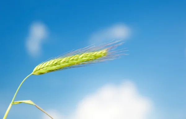 大麦和晴朗的天空 — 图库照片