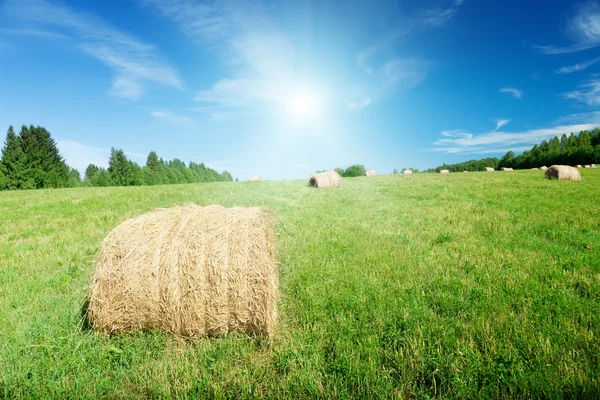 stock image Harvested grass in roll and perfect sunny day