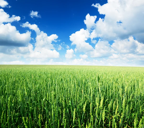 Field of rye and sunny day — Stock Photo, Image