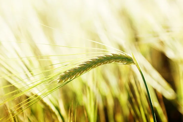 Пшеница и солнечный день — стоковое фото