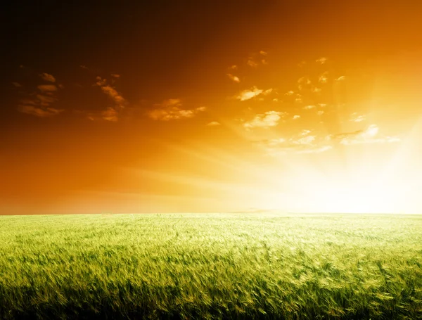 领域的大麦和日落 — 图库照片