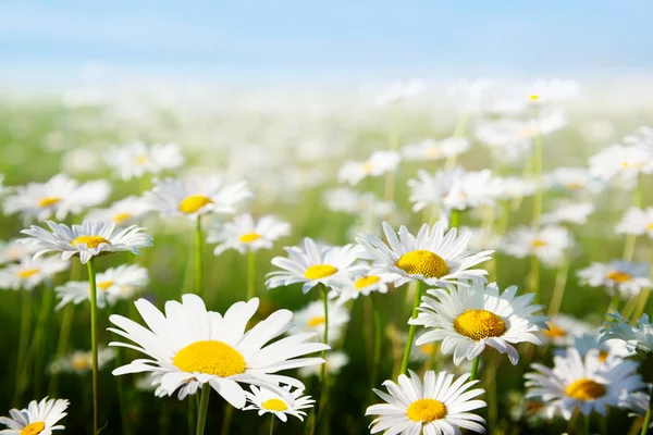 Field Daisy Flowers — Stock Photo, Image