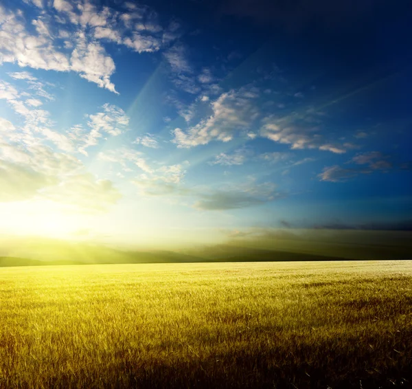 Field Barley Sunset — Stock Photo, Image