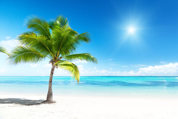 Palm and beach
