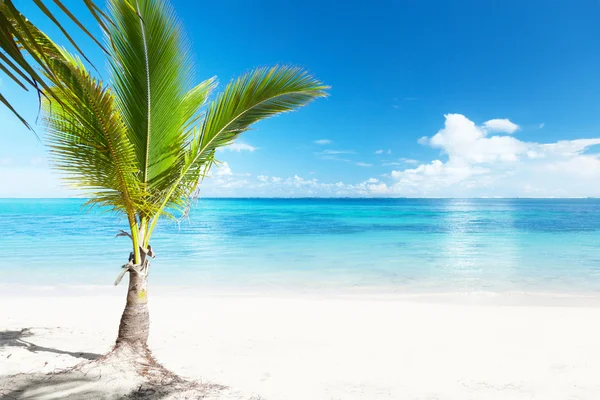 Palm och hav — Stockfoto