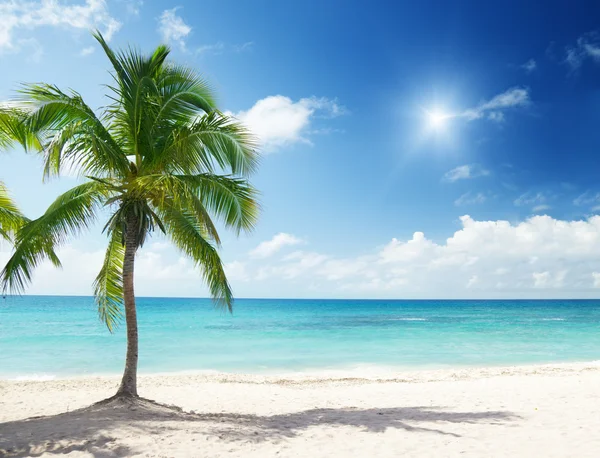 カリブ海とヤシの木 — ストック写真