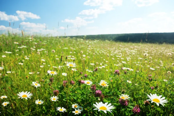 Feld Der Wilden Blumen — Stockfoto