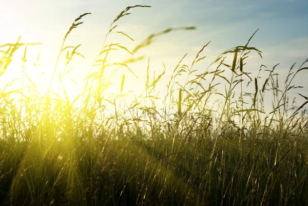 Трави і захід сонця — стокове фото