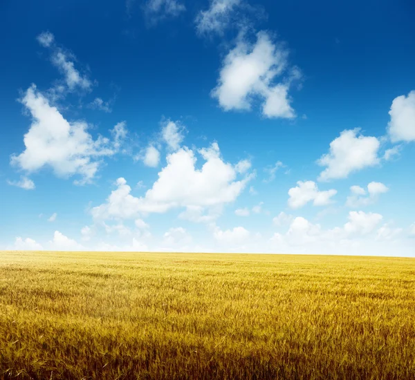 Field Barley Sunny Day — Stock Photo, Image