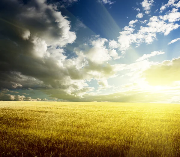 大麦と日没のフィールド — ストック写真