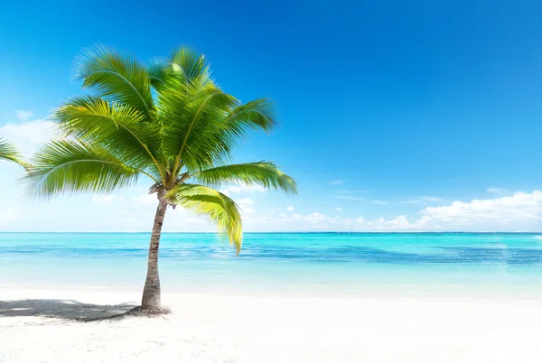 Palm Пляж — стокове фото