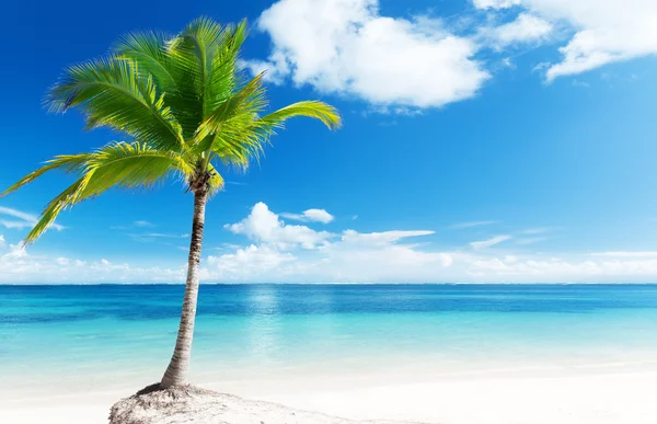 Palmiye Plaj — Stok fotoğraf