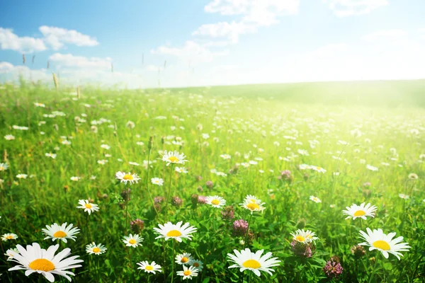 Feld der wilden Blumen — Stockfoto