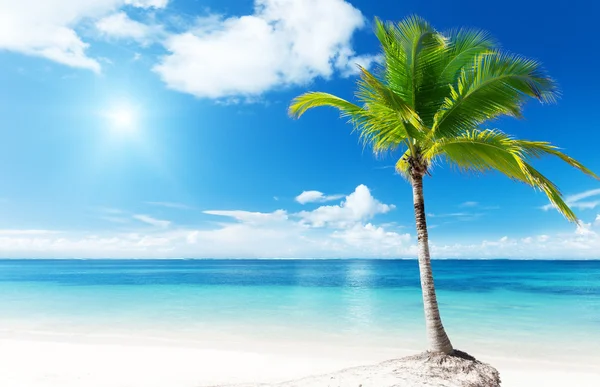Пальма Пляж — стоковое фото