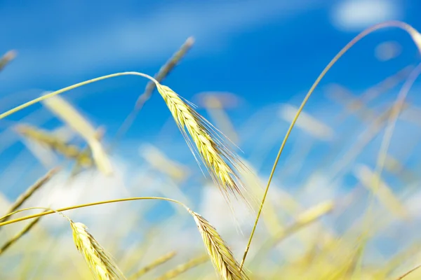 领域的小麦和阳光灿烂的日子 — 图库照片