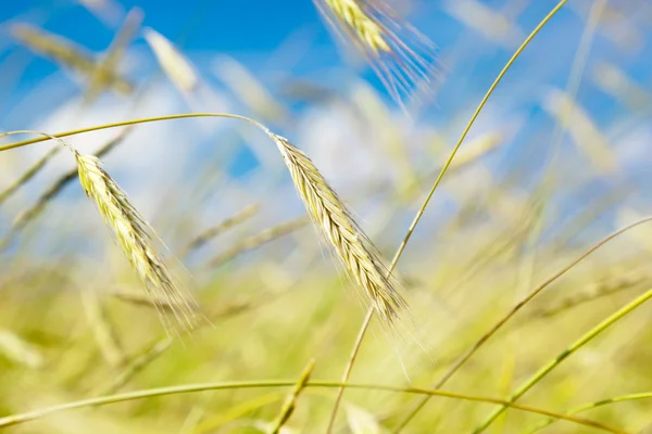 Field Wheat Sunny Day — Stock Photo, Image