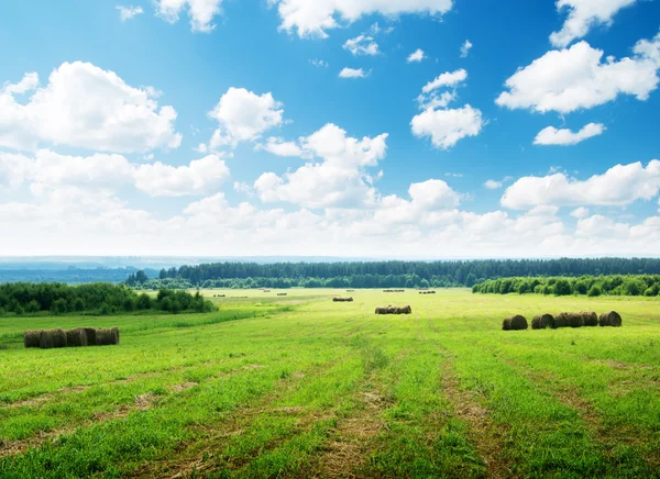 stock image Harvested grass in roll and perfect sunny day