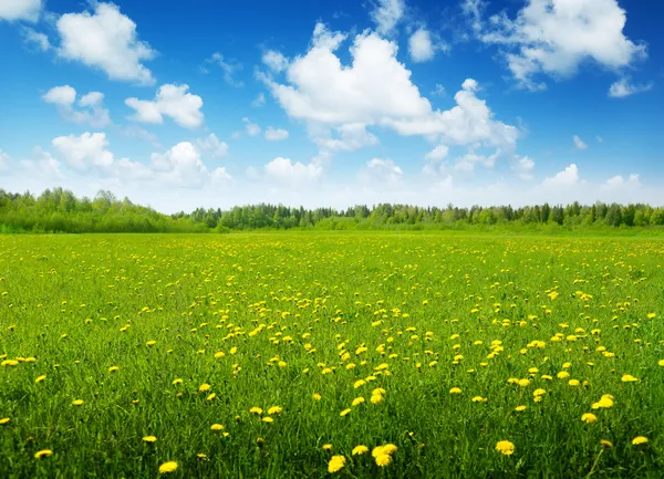 Поле весенних цветов и солнечный день — стоковое фото