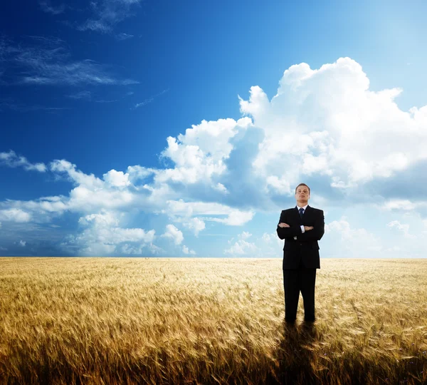 Young businessman on yollow wheat field — Stock Photo, Image