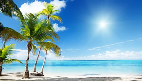 Morze Karaibskie i palmy kokosowe — Zdjęcie stockowe